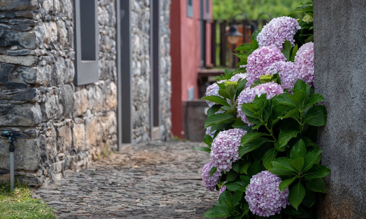 Estreito da Calheta House | Quinta das Vinhas