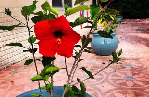 Anglers Park House | Hibiscus Hacienda ~ A Magical Island Escape for you to Unwind and Reset