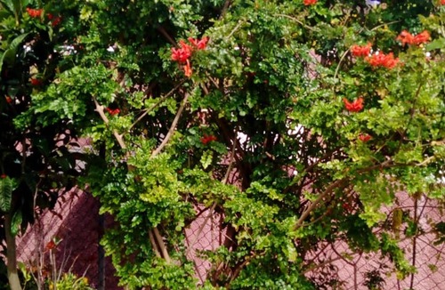 Arco da Calheta House | Homerez - Beautiful house 2 km away from the beach for 2 ppl. at Arco da Calheta