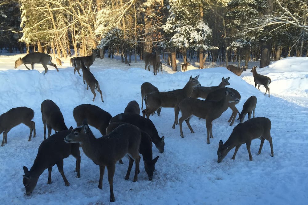 Photo of Others in Brownville