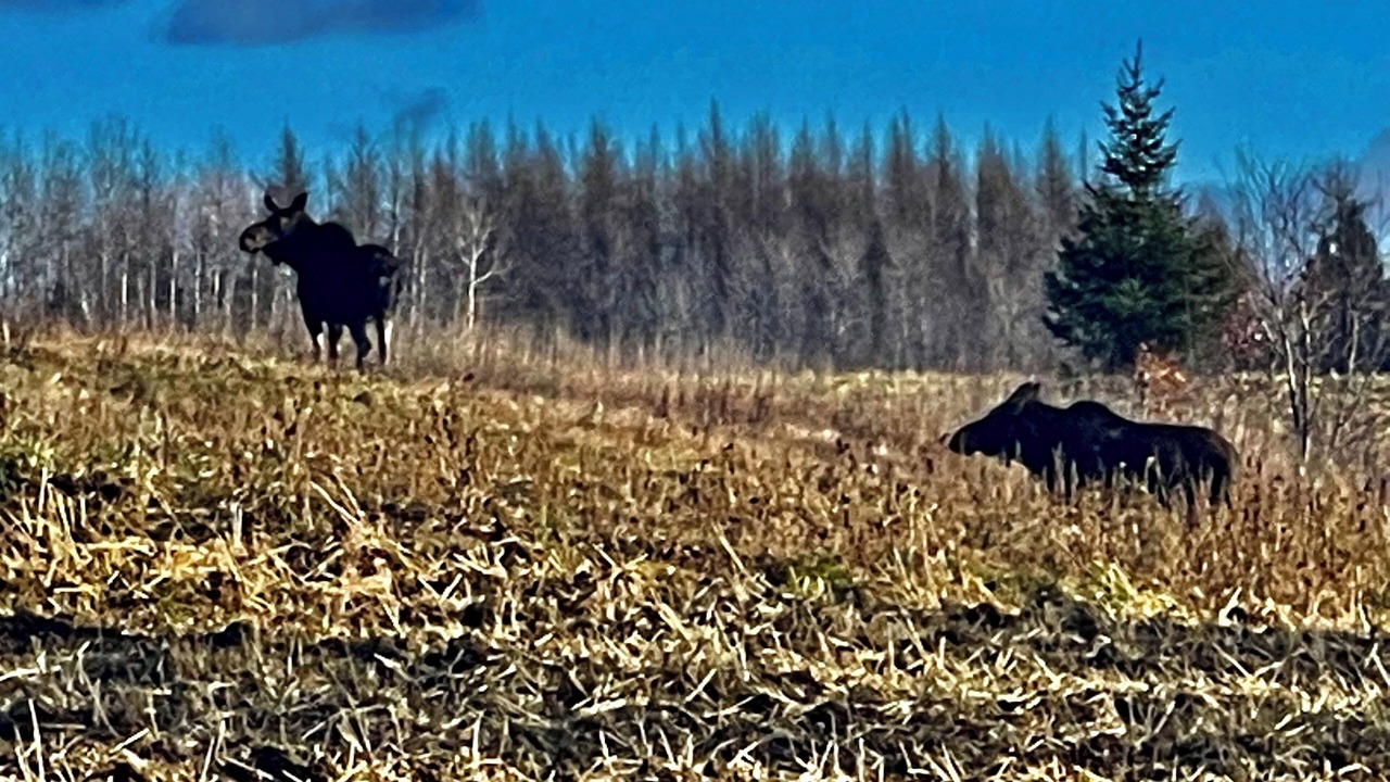 Photo of Others in Island Falls