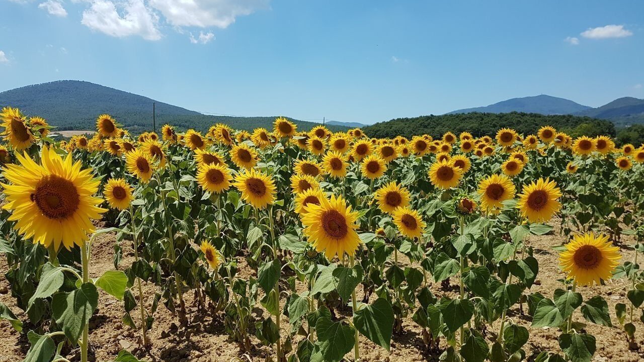 Photo of Outdoor in Caldana