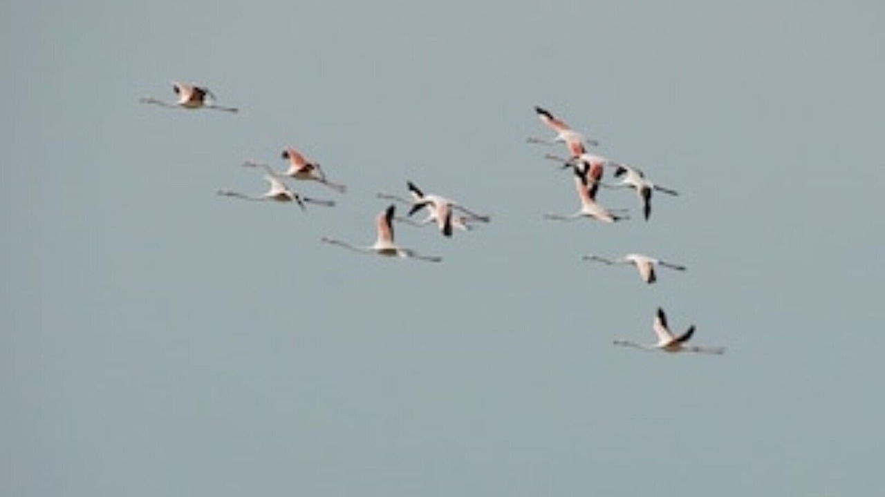 Photo of Others in Cabras