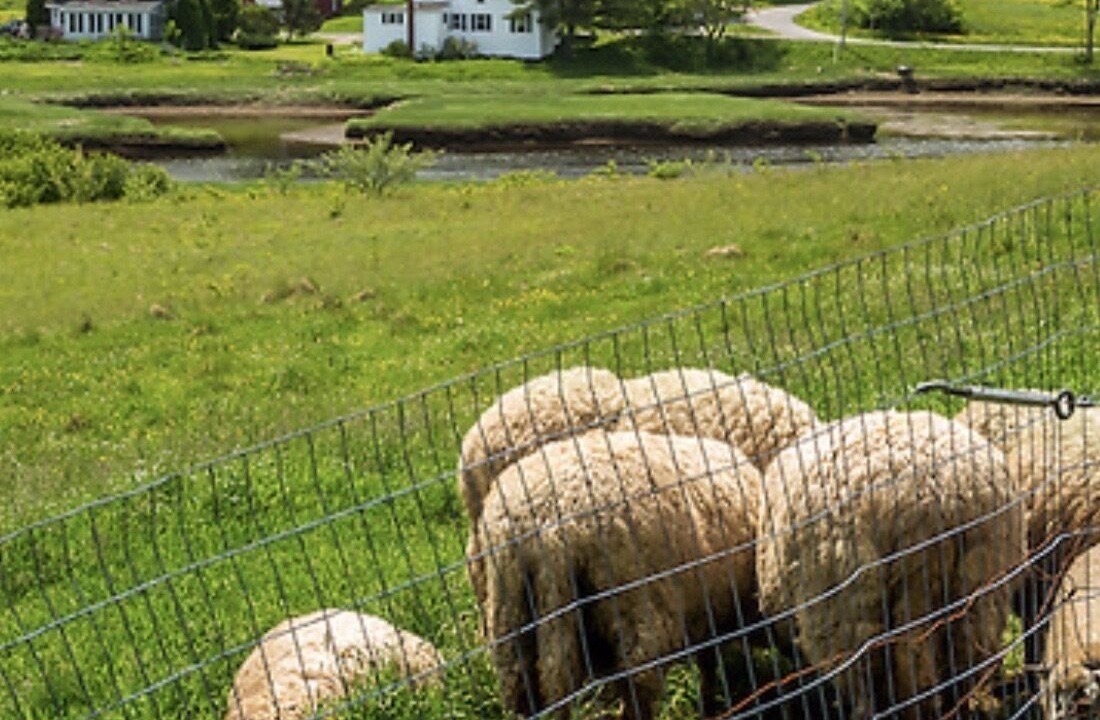 Photo of Others in Sheepscot