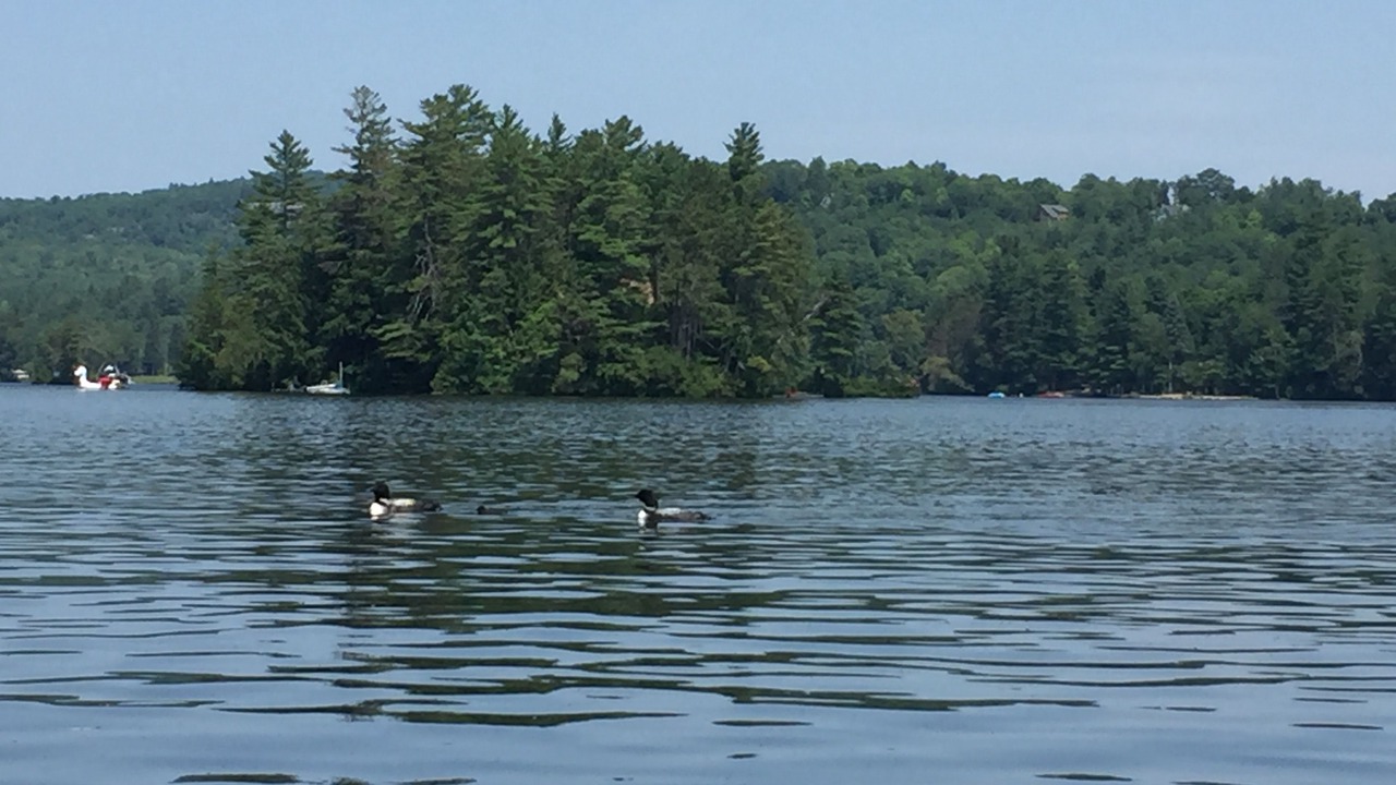 Photo of Others in Bryant Pond
