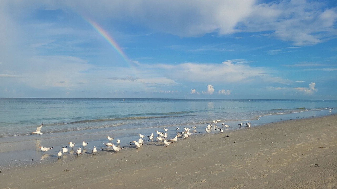 Photo of Others in Indian Rocks Beach