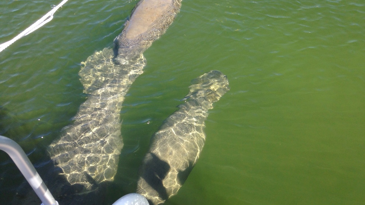 Photo of Outdoor in Key Largo