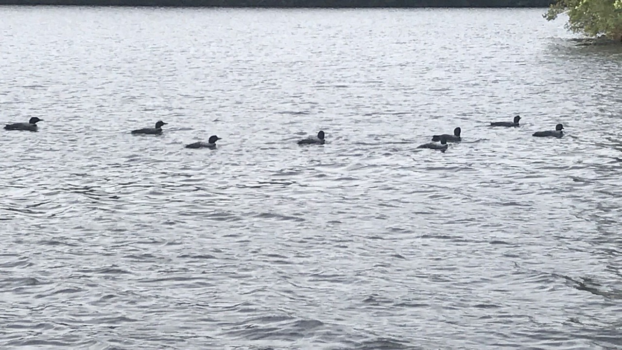 Photo of Others in Newcastle