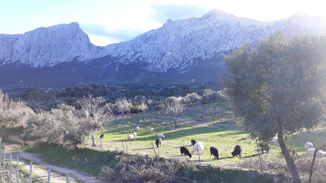 Photo of Others in Oliena