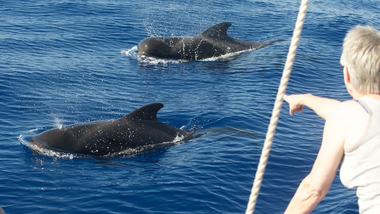 Photo of Others in Arco da Calheta