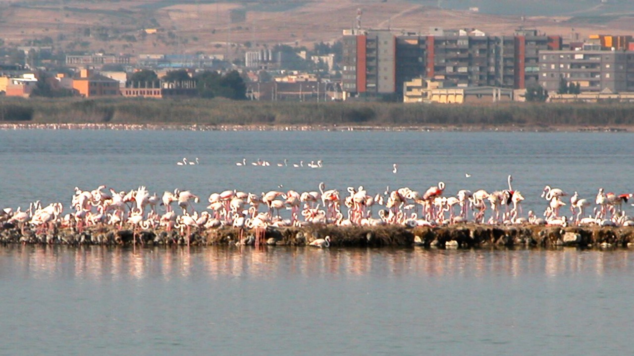 Photo of Others in Province of Cagliari