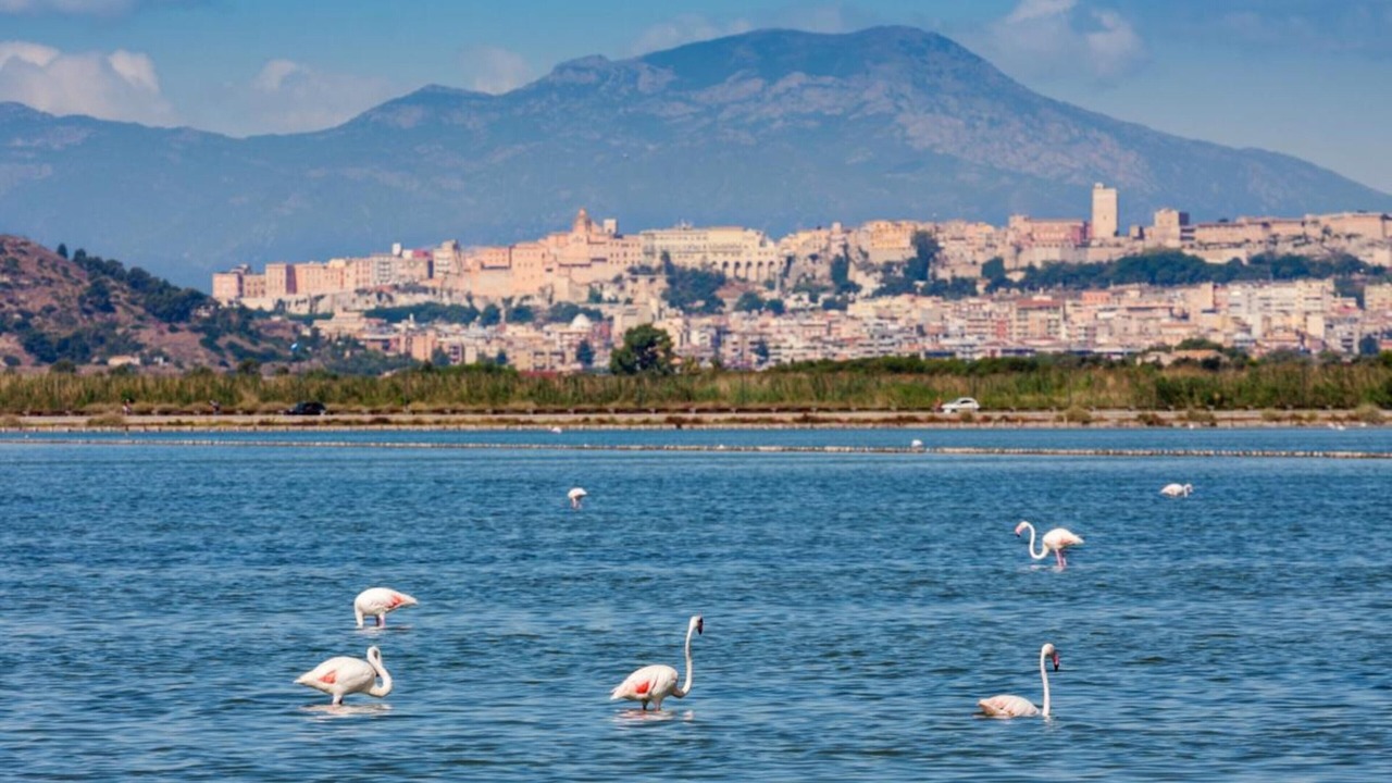 Photo of Others in Province of Cagliari